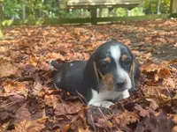 Sally, a female Beagle for sale in Whiteville, NC – 1 of 4
