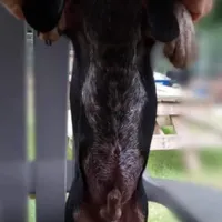 Smokey, a male Beagle for sale in Whiteville, NC – Photo 4 of 4