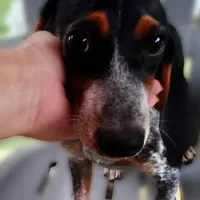 Smokey, a male Beagle for sale in Whiteville, NC – Photo 1 of 4