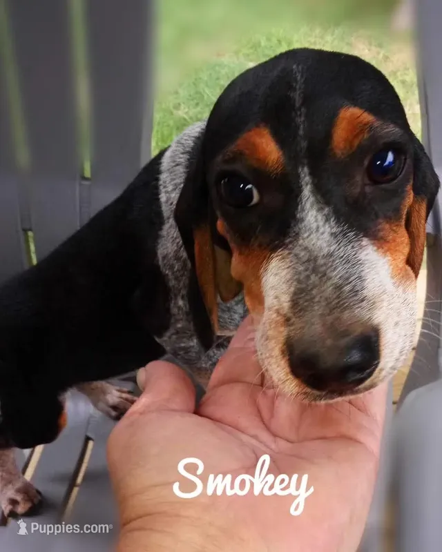 Smokey – Beagle puppy for sale in Whiteville, NC