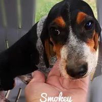 Smokey, a male Beagle for sale in Whiteville, NC – Photo 2 of 4