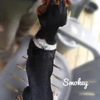 Smokey, a male Beagle for sale in Whiteville, NC – Photo 3 of 4