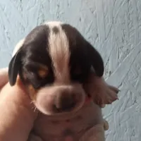 Blue tick boy 2, a female Beagle for sale in Whiteville, NC – Photo 2 of 3