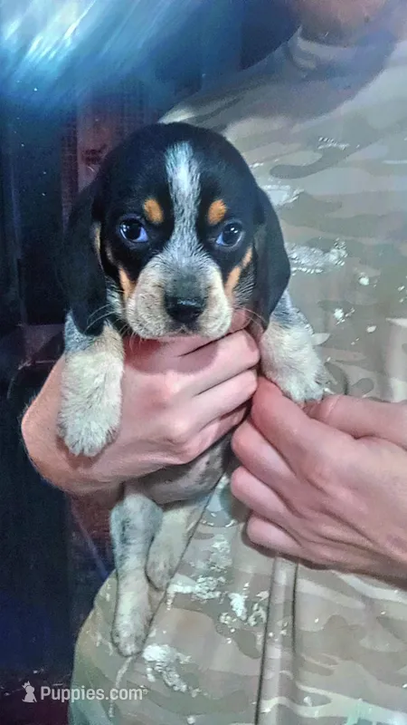 Blue tick boy 2 – Beagle puppy for sale in Whiteville, NC