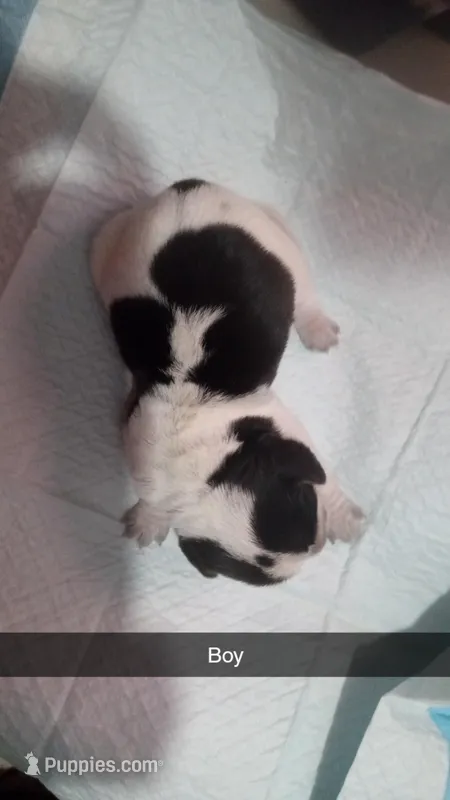 Blue tick boy 2, a female Beagle for sale in Whiteville, NC – Photo 1 of 2