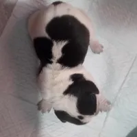 Blue tick boy 2, a female Beagle for sale in Whiteville, NC – Photo 1 of 3