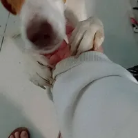 Meekah, a female Beagle for sale in Whiteville, NC – Photo 2 of 2