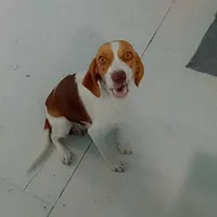 Meekah, a female Beagle for sale in Whiteville, NC – Photo 1 of 2