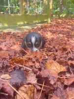 Sally, a female Beagle for sale in Whiteville, NC – 2 of 4