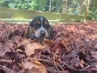 Rambo, a male Beagle for sale in Whiteville, NC – 6 of 6