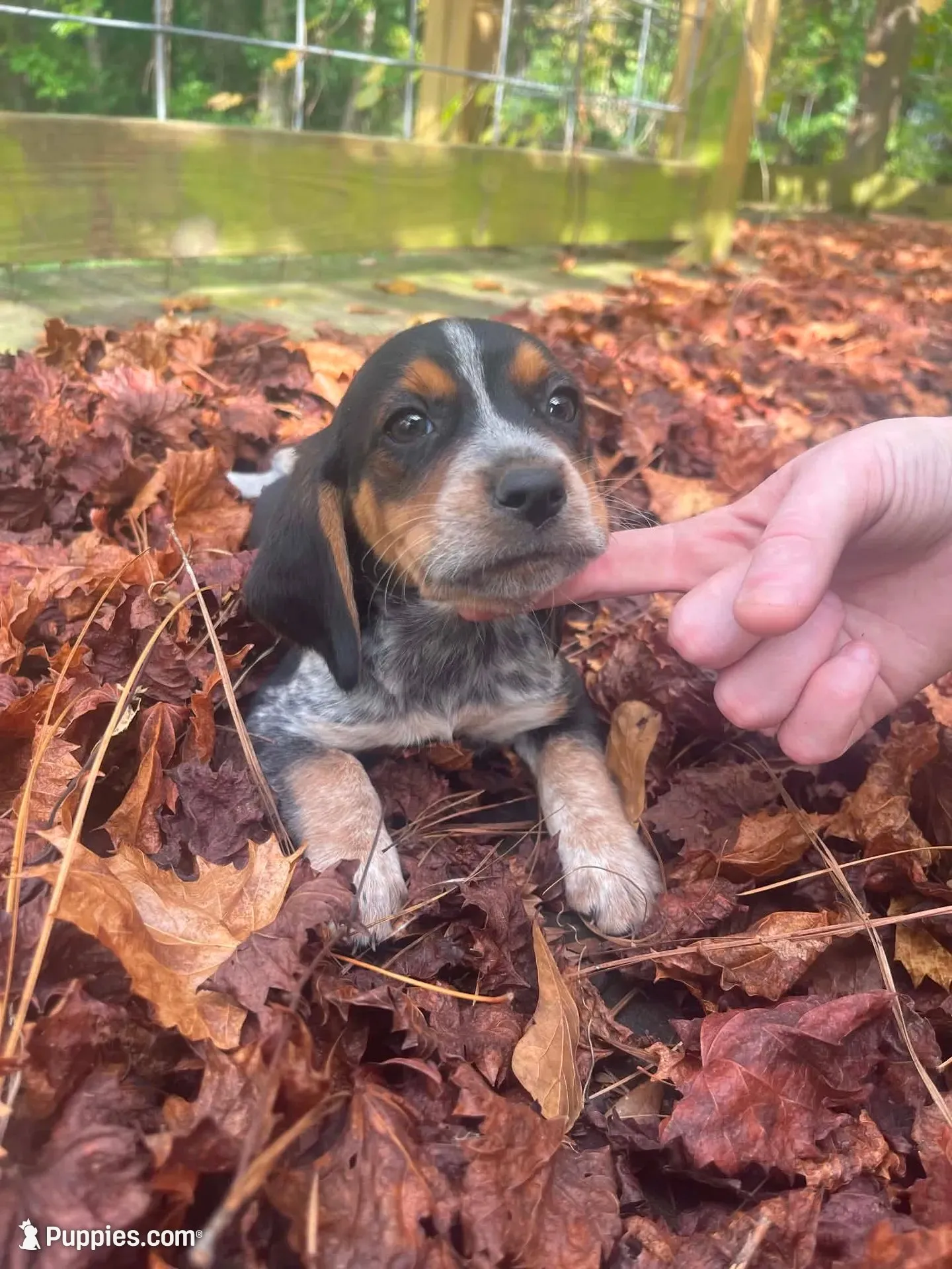 Rambo, a male Beagle for sale in Whiteville, NC – 1 of 6