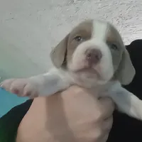 Lilac male 1, a male Beagle for sale in Whiteville, NC – Photo 5 of 6