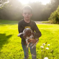 Lilac male 1, a male Beagle for sale in Whiteville, NC – Photo 2 of 6