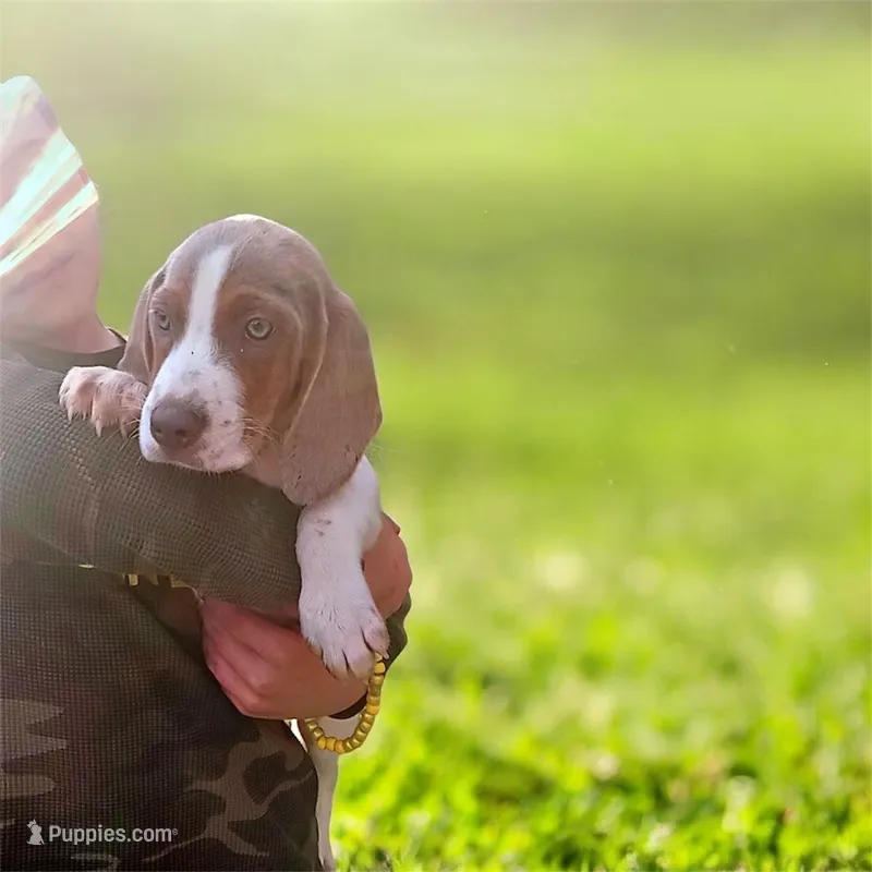 Lilac male 1 – Beagle puppy for sale in Whiteville, NC