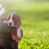 Lilac male 1, a male Beagle for sale in Whiteville, NC – Photo 1 of 6
