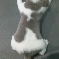 Lilac male 1, a male Beagle for sale in Whiteville, NC – Photo 6 of 6