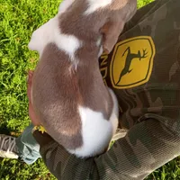 Lilac male 1, a male Beagle for sale in Whiteville, NC – Photo 3 of 6