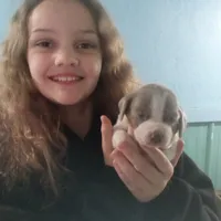 Lilac male 1, a male Beagle for sale in Whiteville, NC – Photo 4 of 6