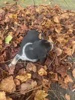 Rambo, a male Beagle for sale in Whiteville, NC – 3 of 6