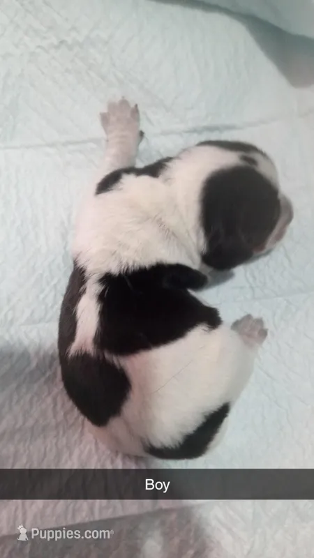 Blue tick boy 1, a female Beagle for sale in Whiteville, NC – Photo 1 of 2