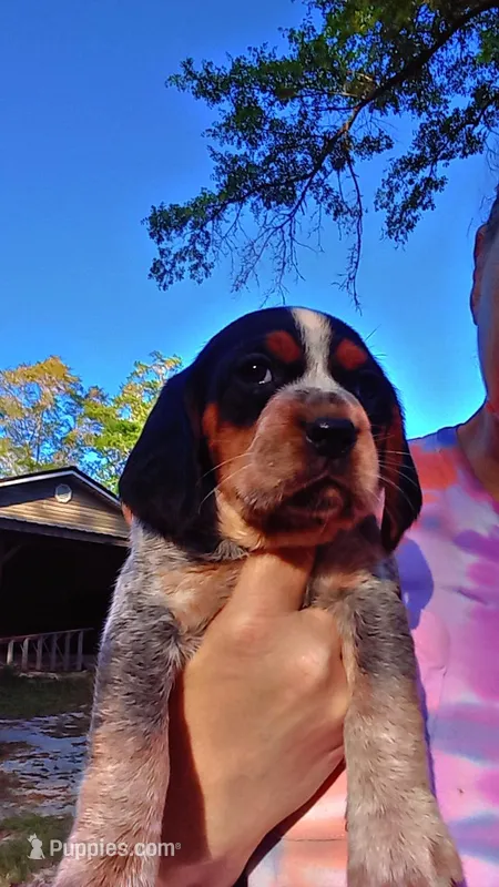 Blue tick boy 1 – Beagle puppy for sale in Whiteville, NC