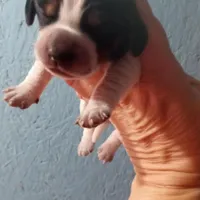 Blue tick boy 1, a female Beagle for sale in Whiteville, NC – Photo 5 of 5