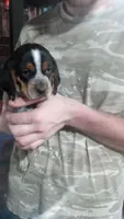 Blue tick boy 1, a female Beagle for sale in Whiteville, NC – Photo 4 of 5