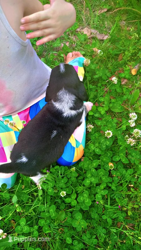 Blue tick boy 1 – Beagle puppy on hold in Whiteville, NC