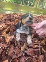 Rambo, a male Beagle for sale in Whiteville, NC – 5 of 6