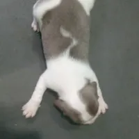 Lilac male 2, a male Beagle for sale in Whiteville, NC – Photo 5 of 5