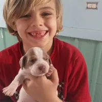 Lilac male 2, a male Beagle for sale in Whiteville, NC – Photo 3 of 5