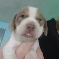 Lilac male 2, a male Beagle for sale in Whiteville, NC – Photo 4 of 5