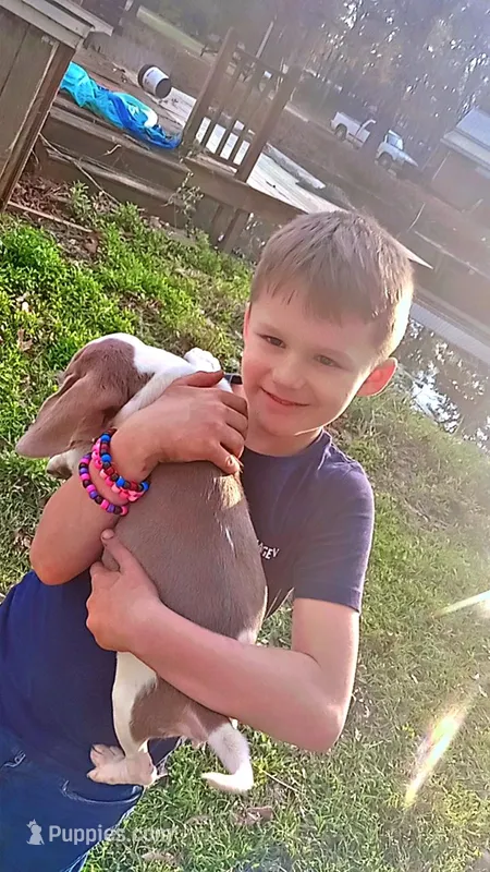 Lilac male 2 – Beagle puppy for sale in Whiteville, NC