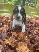 Sally, a female Beagle for sale in Whiteville, NC – 3 of 4