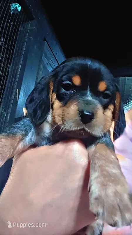 Blue tick girl 1  – Beagle puppy for sale in Whiteville, NC