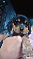 Blue tick girl 1 , a female Beagle for sale in Whiteville, NC – Photo 1 of 5