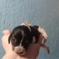 Blue tick girl 1 , a female Beagle for sale in Whiteville, NC – Photo 5 of 5