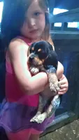 Blue tick girl 1 , a female Beagle for sale in Whiteville, NC – Photo 2 of 5