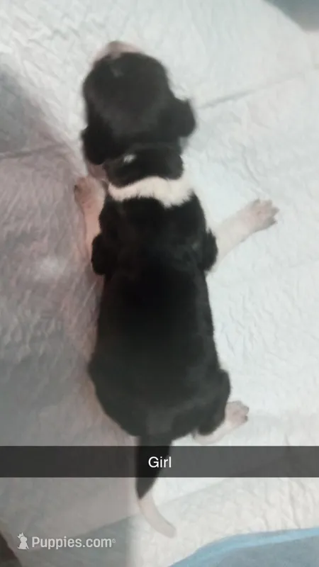 Blue tick girl 1 , a female Beagle for sale in Whiteville, NC – Photo 1 of 2