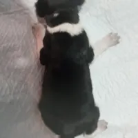 Blue tick girl 1 , a female Beagle for sale in Whiteville, NC – Photo 4 of 5