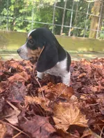 Sally, a female Beagle for sale in Whiteville, NC – 4 of 4
