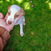 Lemon girl, a female Beagle for sale in Whiteville, NC – Photo 3 of 3