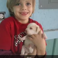 Lemon girl, a female Beagle for sale in Whiteville, NC – Photo 2 of 3