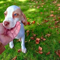 Lemon girl, a female Beagle for sale in Whiteville, NC – Photo 1 of 3