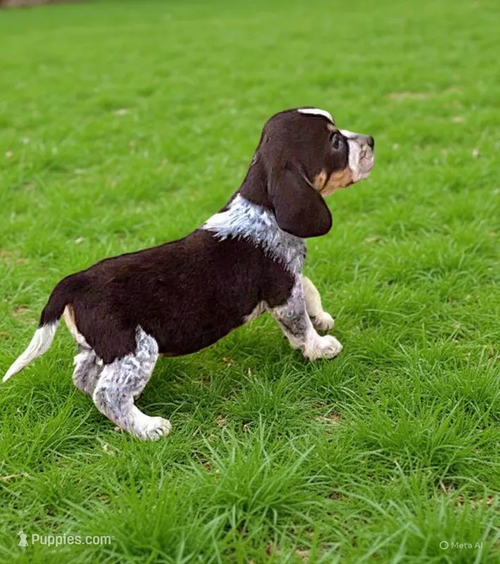 Blue tick girl 2 – Beagle puppy for sale in Whiteville, NC