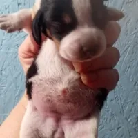 Blue tick girl 2, a female Beagle for sale in Whiteville, NC – Photo 4 of 4