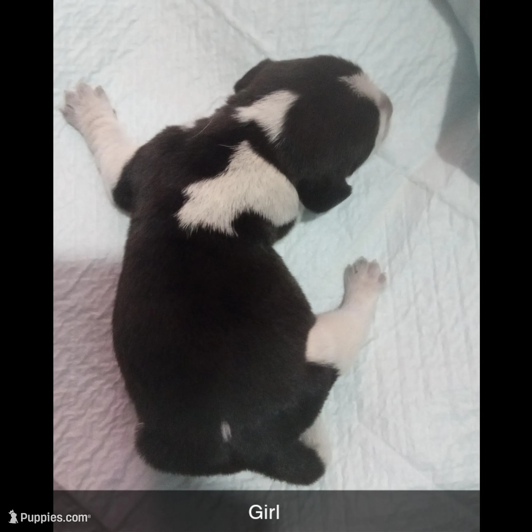 Blue tick girl 2, a female Beagle for sale in Whiteville, NC – Photo 1 of 2