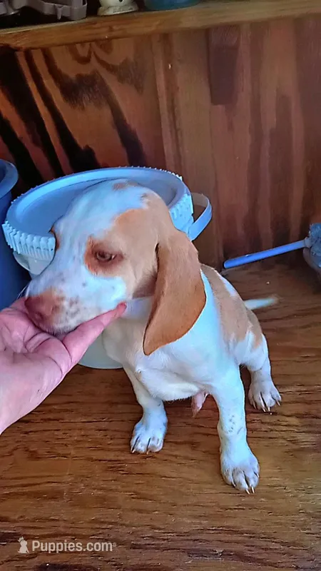 Lemon male – Beagle puppy for sale in Whiteville, NC