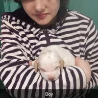 Lemon male, a male Beagle for sale in Whiteville, NC – Photo 2 of 2