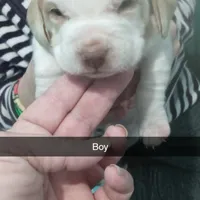 Lemon male, a male Beagle for sale in Whiteville, NC – Photo 1 of 2